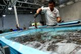 DKP: Benih bening lobster dibudidayakan untuk pasar lokal bukan diekspor