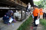 Sejumlah murid memberikan susu kepada anak kambing saat kunjungan di usaha peternakan kambing perah Kutaraja Aqiqah, Desa Rumpit, kecamatan Krueng Baruna Jaya, Kabupaten Aceh Besar, Aceh, Kamis (19/1/2023). Kunjungan murid di peternakan  kambing perah itu, merupakan salah satu program belajar di luar kelas (Outing Class) yang mulai diterapkan di beberapa sekolah provinsi Aceh. ANTARA FOTO/Ampelsa.