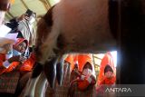 Sejumlah murid sekolah menyaksikan peternak memerah susu  kambing di usaha peternakan kambing perah Kutaraja Aqiqah, Desa Rumpit, kecamatan Krueng Baruna Jaya, Kabupaten Aceh Besar, Aceh, Kamis (19/1/2023). Kunjungan murid di peternakan  kambing perah itu, merupakan salah satu program belajar di luar kelas (Outing Class) yang mulai diterapkan di beberapa sekolah provinsi Aceh. ANTARA FOTO/Ampelsa.