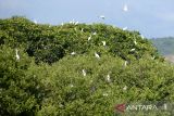 Burung kuntul putih (babulcus ibis) menempati hutan manggrove di Desa Lambada, Kecamatan Baitussalam, kabupaten Aceh Besar, Aceh, Kamis (19/1/2023). Kementerian Lingkungan Hidup dan Kehutanan (KLHK) mencatat capaian penanaman manggrove di Indonesia sepanjang tahun 2022 seluas 1.210 hektare atau melampaui  110,06 persen  dari yang ditargetkan seluas 1.100 hektare.ANTARA FOTO/Ampelsa.