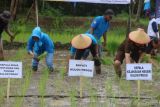 Pemkab Kulon Progo mencetak sawah baru seluas 22 hektare dari 2021-2022