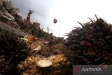Pekerja memuat tandan buah segar (TBS) kelapa sawit ke dalam perahu bermesin di perkebunan kelapa sawit, Kecamatan Candi Laras Selatan, Kabupaten Tapin, Kalimantan Selatan, Jumat (20/1/2023). Pemerintah melalui Menteri Perdagangan Zulkifli Hasan bersama Badan Pengawas Perdagangan Berjangka Komoditi (Bappebti) akan membentuk harga acuan sendiri untuk minyak kelapa sawit (crude palm oil/CPO) dan menargetkan pada bulan Juni 2023 harga acuan tersebut dapat terealisasi. Foto Antaranews Kalsel/Bayu Pratama S.