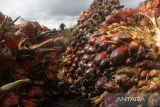 Pekerja memuat tandan buah segar (TBS) kelapa sawit ke dalam perahu bermesin di perkebunan kelapa sawit, Kecamatan Candi Laras Selatan, Kabupaten Tapin, Kalimantan Selatan, Jumat (20/1/2023). Pemerintah melalui Menteri Perdagangan Zulkifli Hasan bersama Badan Pengawas Perdagangan Berjangka Komoditi (Bappebti) akan membentuk harga acuan sendiri untuk minyak kelapa sawit (crude palm oil/CPO) dan menargetkan pada bulan Juni 2023 harga acuan tersebut dapat terealisasi. Foto Antaranews Kalsel/Bayu Pratama S.