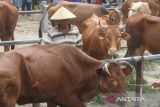 Peternak mengikat sapi miliknya yang dijual di Pasar Hewan Ngawi, Jawa Timur, Jumat (20/1/2023). Pemerintah Provinsi (Pemprov) Jatim meminta para peternak dan pedagang sapi mewaspadai merebaknya virus 