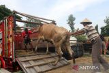 Pedagang mengangkut sapi yang dibelinya ke dalam truk di Pasar Hewan Ngawi, Jawa Timur, Jumat (20/1/2023). Pemerintah Provinsi (Pemprov) Jatim meminta para peternak dan pedagang sapi mewaspadai merebaknya virus 