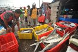 Pekerja memilah ikan hasil tangkapan nelayan di Pelabuhan Baai Kota Bengkulu, Provinsi Bengkulu, Kamis (19/1/2023). Dinas Kelautan dan Perikanan (DKP) Provinsi Bengkulu menyebutkan bahwa Bengkulu memiliki potensi ekspor perikanan ke negara lain karena hasil produksi ikan lebih dari 72 ribu ton per tahun. ANTARA FOTO/Muhammad Izfaldi/Lmo/YU