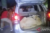 Polres Agam tangkap tiga pelaku pencuri sapi gunakan mobil