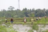 Lampung imbau petani tetapkan jadwal pengairan sejak dini
