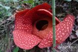 Bunga Rafflesia mekar sempurna di Solok Sumbar