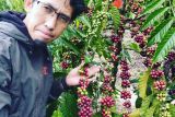 JBI OKU Sumsel mendorong petani budi daya kopi Arabika