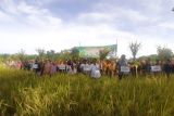 Petani Gading Gunungkidul panen raya padi dari lahan seluas 27 hektare