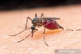 Dokter: Orang tua agar waspadai tanda bahaya infeksi dengue pada anak