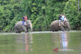 Sejumlah pengunjung menunggang gajah sumatera jinak yang ditempatkan di Conservation Response Unit (CRU) Sampoiniet, Aceh Jaya, Aceh, Minggu (22/1/2023). Antara Aceh/ Syifa Yulinnas.
