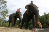 Sejumlah pengunjung menunggang gajah sumatera jinak yang ditempatkan di Conservation Response Unit (CRU) Sampoiniet, Aceh Jaya, Aceh, Minggu (22/1/2023). Keberadaan gajah jinak sumatera yang ditempatkan di tujuh CRU dan Pusat Latihan Gajah (PLG) di Aceh selain untuk mitigasi konflik ganguan gajah liar juga menjadi wisata yang mengedukasi masyarakat untuk mengenal lebih dekat tentang kehidupan gajah.  Antara Aceh/ Syifa Yulinnas.
