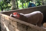 GUPBI  mengusul ke pemerintah manfaatkan babi sebagai solusi tekan sampah