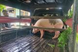 Karantina Kupang sebut babi yang mati di Flotim bukan dari Bali