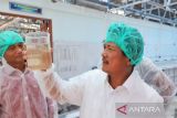 Program udang vaname Nusa Dewa tunjukkan progres baik