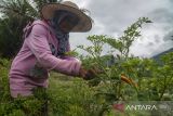 Pasokan Cabai Rawit ke Pasar Kembali Normal