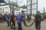 Sebelum diserahkan ke Damkar Solok, Ular python sepanjang 5,5 meter dikarantina warga