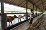 Antisipasi virus LSD, peternak di Banten suntikan vitamin