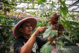 Pembudidaya anggur Aminudin Saleh merawat tanaman anggur di Mekarwangi, Bandung, Jawa Barat, Kamis (26/1/2023). Aminudin Saleh berinisiatif untuk memanfaatkan lahan sempit di permukiman untuk membudidayakan anggur serta menjual bibit anggur dengan harga Rp125 ribu hingga Rp6,5 juta ke berbagai kota di Indonesia. ANTARA FOTO/Raisan Al Farisi/agr