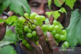 Pembudidaya anggur Aminudin Saleh merawat tanaman anggur di Mekarwangi, Bandung, Jawa Barat, Kamis (26/1/2023). Aminudin Saleh berinisiatif untuk memanfaatkan lahan sempit di permukiman untuk membudidayakan anggur serta menjual bibit anggur dengan harga Rp125 ribu hingga Rp6,5 juta ke berbagai kota di Indonesia. ANTARA FOTO/Raisan Al Farisi/agr