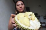 Ahli gizi ungkap soal mitos durian tinggi kolesterol