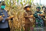 Alih tanaman, Produksi jagung di Pariaman 2022 turun