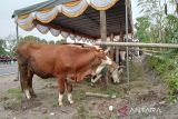 Kementan lakukan vaksinasi PMK pada hewan ternak di Bantul
