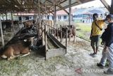 Kalteng targetkan vaksinasi PMK 2023 sasar 50 ribu hewan ternak