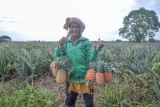 Agrowisata Nanas Di Muarojambi