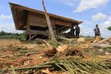 Rumah Kebun Dirusak Kawanan Gajah Liar