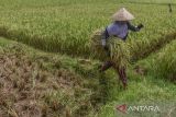 Petani membawa padi saat musim panen di Desa Imbanagara, Kabupaten Ciamis, Jawa Barat, Rabu (1/2/2023). Harga gabah kering di tingkat petani mengalami kenaikan dari Rp500 ribu menjadi Rp 620.000 per kuintal akibat dua kali musim panen mengalami kegagalan yang disebabkan hama wereng dan tikus. ANTARA FOTO/Adeng Bustomi/agr