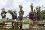 Petani merontokan padi saat musim panen di Desa Imbanagara, Kabupaten Ciamis, Jawa Barat, Rabu (1/2/2023). Harga gabah kering di tingkat petani mengalami kenaikan dari Rp500 ribu menjadi Rp 620.000 per kuintal akibat dua kali musim panen mengalami kegagalan yang disebabkan hama wereng dan tikus. ANTARA FOTO/Adeng Bustomi/agr