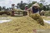 Petani merontokan padi saat musim panen di Desa Imbanagara, Kabupaten Ciamis, Jawa Barat, Rabu (1/2/2023). Harga gabah kering di tingkat petani mengalami kenaikan dari Rp500 ribu menjadi Rp 620.000 per kuintal akibat dua kali musim panen mengalami kegagalan yang disebabkan hama wereng dan tikus. ANTARA FOTO/Adeng Bustomi/agr