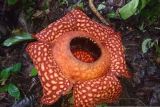 Bunga Rafflesia Arnoldi kembali mekar di hutan Saniangbaka Solok