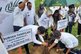 BSIP Sulteng dorong program penghijauan jenis tanaman buah di Sigi