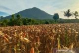 Pemprov NTT perluas lahan jagung untuk program TJPS  2023