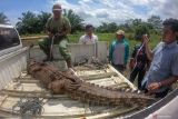 Petugas mengikat seekor buaya muara (Crocodylus porosus) saat dievakuasi di Desa Catur Rahayu, Dendang, Tanjungjabung Timur, Jambi, Rabu (1/2/2023). Balai Konservasi Sumber Daya Alam (BKSDA) Jambi mengevakuasi seekor buaya muara jantan dengan panjang 2,98 meter yang ditangkap warga pada Selasa (31/1/2023) malam, ke Tempat Penyelamatan Satwa (TPS) BKSDA di Tanjungjabung Timur. ANTARA FOTO/Wahdi Septiawan/hp.