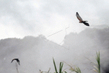 Dua ekor burung Elang Jawa (Nisaetus bartelsi) terbang diudara saat pelepasliaran di kaki Gunung Gede Pangrango, Taman Safari Indonesia, Cisarua, Kabupaten Bogor, Jawa Barat, Senin (30/1/2023). Taman Safari Indonesia bekerja sama dengan Pusat Suaka Satwa Elang Jawa, Balai Taman Nasional Gunung Halimun Salak, Balai Taman Nasional Gunung Gede Pangrango, Balai Besar Konservasi Sumber Daya Alam dan PT Smelting melakukan pelepasliaran dua ekor burung Elang Jawa (Nisaetus bartelsi) dengan jenis kelamin jantan bernama Parama dan jenis kelamin betina bernama Jelita yang bertujuan mengembalikan peran dan fungsi ekologis serta biologis satwa yang dilepasliarkan ke habitat alaminya. ANTARA FOTO/Arif Firmansyah/aww.