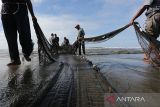 Sejumlah nelayan tradisional menyortir ikan hasil tangkapan pukat darat tradisional di pantai Desa Suak Timah, Kecamatan Samatiga, Aceh Barat, Aceh, Rabu (1/2/2023). Hasil tangkapan nelayan pukat darat tradisional yang biasanya mencapai 55 kilogram dalam sekali tangkap, sejak sepekan terakhir menurun sekitar 50 persen akibat pengaruh cuaca di perairan barat dan selatan Aceh. ANTARA Aceh/Syifa Yulinnas