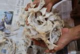 Pembudidaya memperlihatkan sarang burung walet miliknya seusai panen di Desa Gampong Teungoh, Kecamatan Samatiga, Aceh Barat, Aceh, Kamis (2/2/2023). Pelaku usaha menyatakan sejak sepekan terakhir harga jual sarang burung walet kualitas campuran yang dipasarkan ke Sumatera Utara turun dari Rp8,8 juta per kilogram menjadi Rp8 juta disebabkan kurangnya permintaan untuk pasar ekspor. ANTARA Aceh/Syifa Yulinnas