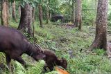 Bayi anoa 'Raden' lahir di penangkaran BPSILHK - Manado