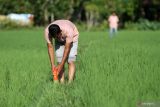 Petani memasangkan patok batas bidang tanah secara simbolis dalam acara Gerakan Masyarakat Pemasangan Tanda Batas (GEMAPATAS) di Desa Lambunot, Kecamatan Indrapuri, Kabupaten Aceh Besar, Aceh, Jumat (3/2/2023). Pemasangan patok batas bidang tanah secara serentak di 33 provinsi di Indonesia merupakan program Kementerian Agraria dan Tata Ruang/Badan Pertanahan Nasional (ATR/BPN), dengan target 1 juta patok batas bidang tanah seluruh Indonesia dalam mengantisipasi cekcok dan calpok sesama pemilik tanah. Antara Aceh/Khalis Surry