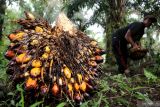 Pekerja mengangkut kelapa sawit hasil panen di Desa Pucok Lueng, Samatiga, Aceh Barat, Aceh, Sabtu (4/2/2023). Harga referensi produk minyak kelapa sawit (CPO) periode 1-15 Februari 2023 sebesar 879,31 dolar AS/MT yaitu turun 41,26 dolar AS dari periode sebelumnya sebesar 920,57 dolar AS/MT akibat penurunan permintaan dari India dan Tiongkok serta imbas dari penguatan kurs ringgit Malaysia terhadap dolar AS. ANTARA Aceh/Syifa Yulinnas
