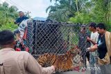 Isu habitat salah satu faktor konflik harimau-manusia