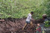 Seorang warga Gorontalo Utara yang diduga hilang di hutan bakau belum ditemukan