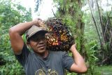 Pekerja mengangkut kelapa sawit hasil panen di Desa Pucok Lueng, Samatiga, Aceh Barat, Aceh, Sabtu (4/2/2023). Harga referensi produk minyak kelapa sawit (CPO) periode 1-15 Februari 2023 sebesar 879,31 dolar AS/MT yaitu turun 41,26 dolar AS dari periode sebelumnya sebesar 920,57 dolar AS/MT akibat penurunan permintaan dari India dan Tiongkok serta imbas dari penguatan kurs ringgit Malaysia terhadap dolar AS. ANTARA Aceh/Syifa Yulinnas
