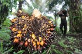 Pekerja mengangkut kelapa sawit hasil panen di Desa Pucok Lueng, Samatiga, Aceh Barat, Aceh, Sabtu (4/2/2023). Harga referensi produk minyak kelapa sawit (CPO) periode 1-15 Februari 2023 sebesar 879,31 dolar AS/MT yaitu turun 41,26 dolar AS dari periode sebelumnya sebesar 920,57 dolar AS/MT akibat penurunan permintaan dari India dan Tiongkok serta imbas dari penguatan kurs ringgit Malaysia terhadap dolar AS. ANTARA Aceh/Syifa Yulinnas
