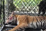 Seekor harimau masuk perangkap